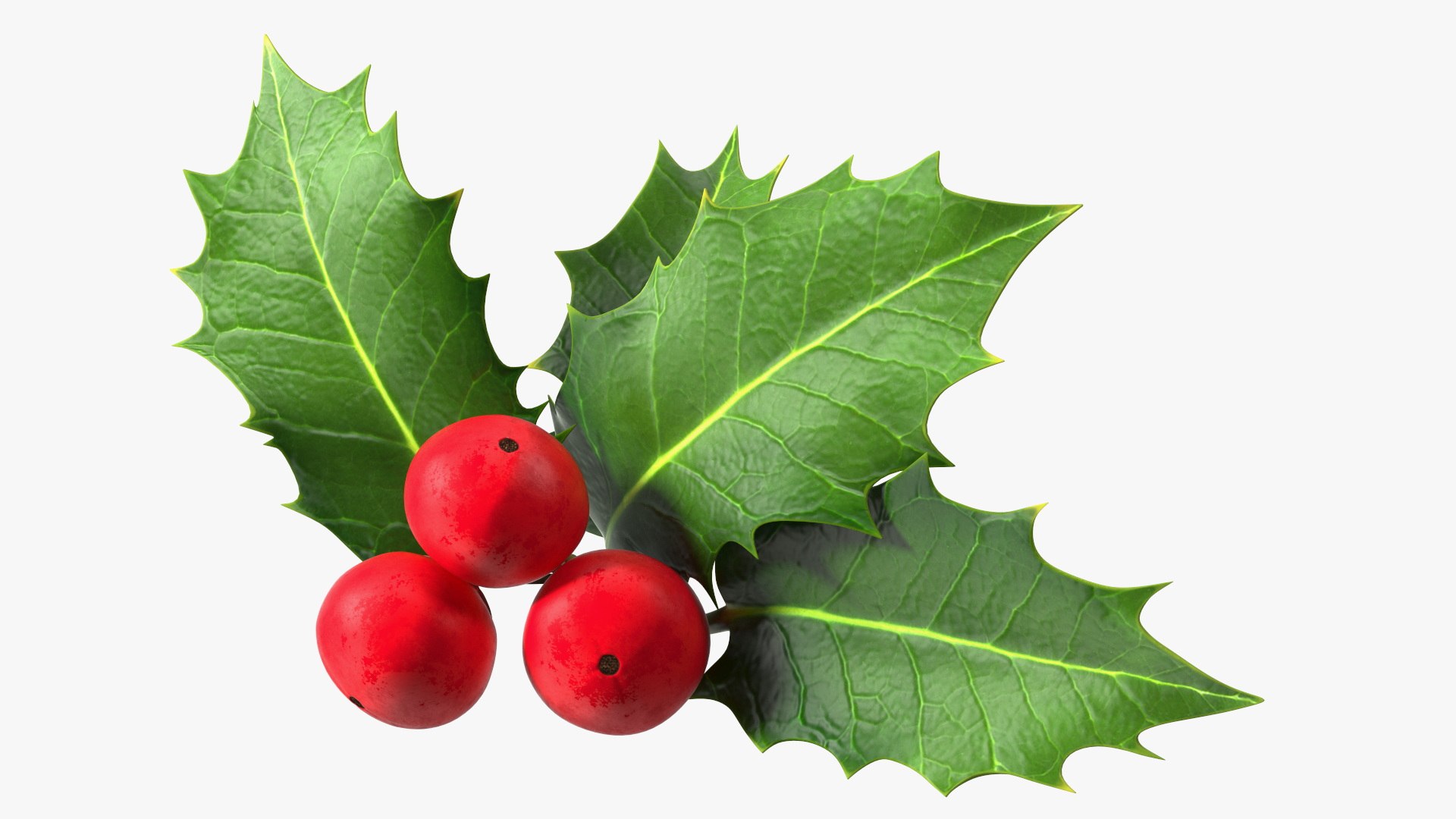 3D Berry Branches Collection 7 model https://p.turbosquid.com/ts-thumb/D3/mk7uN4/kU/isolatedhollyberrywithleaves3dsmodel001/jpg/1685191943/1920x1080/fit_q87/94c831bfb47b69801f44c063371cb8713c70bc7a/isolatedhollyberrywithleaves3dsmodel001.jpg