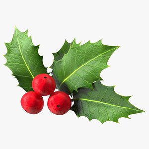3D Isolated Holly Berry With Leaves
