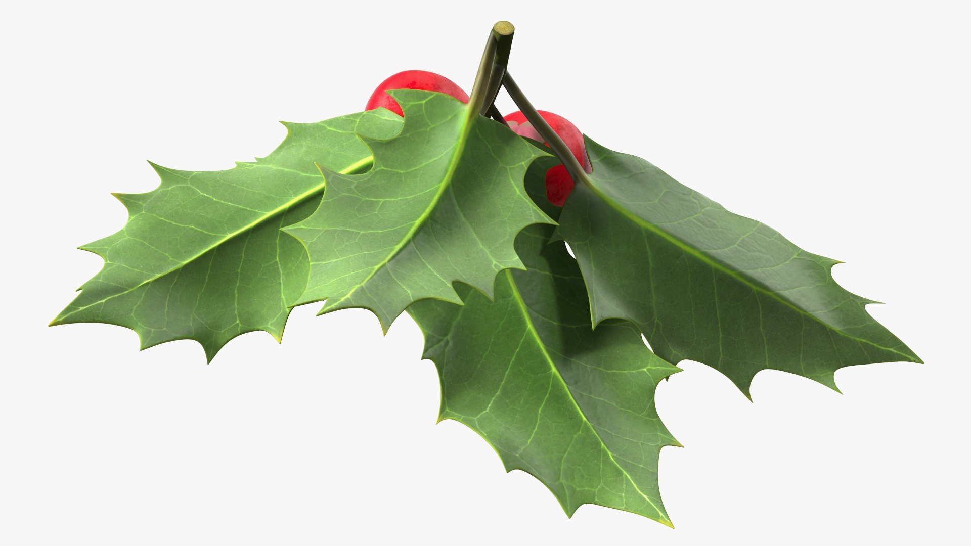 3D Isolated Holly Berry With Leaves https://p.turbosquid.com/ts-thumb/D3/mk7uN4/vI/isolatedhollyberrywithleaves3dsmodel012/jpg/1684958680/1920x1080/fit_q87/53c83af3fee87b37342f80c370d01bc2c7d4f0de/isolatedhollyberrywithleaves3dsmodel012.jpg
