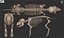 Piglet Skeleton