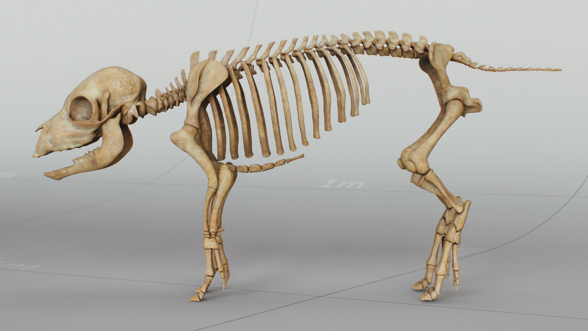 3D Piglet Skeleton model https://p.turbosquid.com/ts-thumb/D3/piW0gb/HT/piglet_skeleton_beauty_29/jpg/1758998737/1920x1080/fit_q87/e4bab0d8c44832eaa8c0c17a180a9cb72a663349/piglet_skeleton_beauty_29.jpg