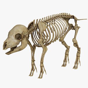 Piglet Skeleton