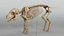 Piglet Skeleton