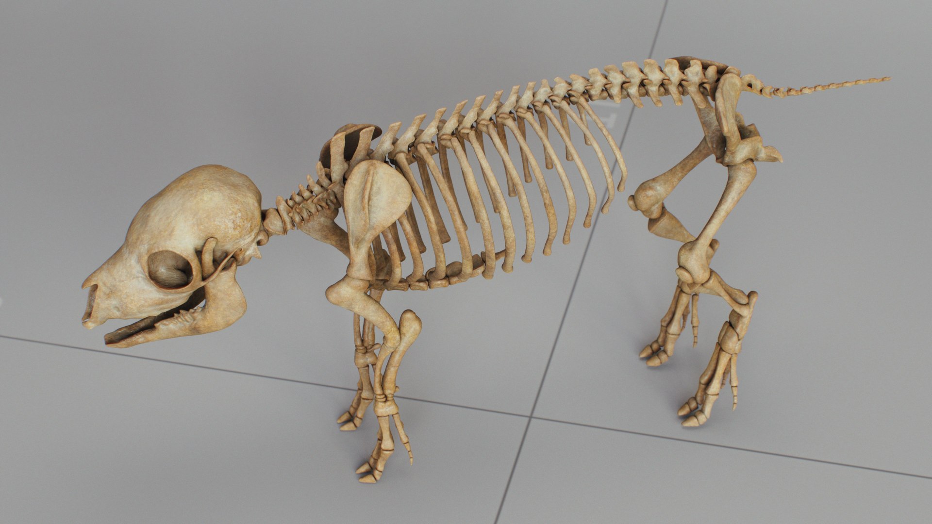 3D Piglet Skeleton model https://p.turbosquid.com/ts-thumb/D3/piW0gb/vb/piglet_skeleton_beauty_27/jpg/1758998736/1920x1080/fit_q87/d80d806c1a6f5fcdc9e16d2ca476247eca1ce30d/piglet_skeleton_beauty_27.jpg