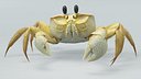 Shoreline Ghost Crab Rigged