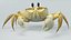 Crostacei marini in fascio