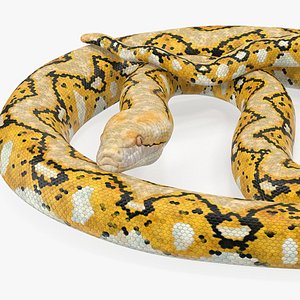 Reticulated Python Rigged for Cinema 4D