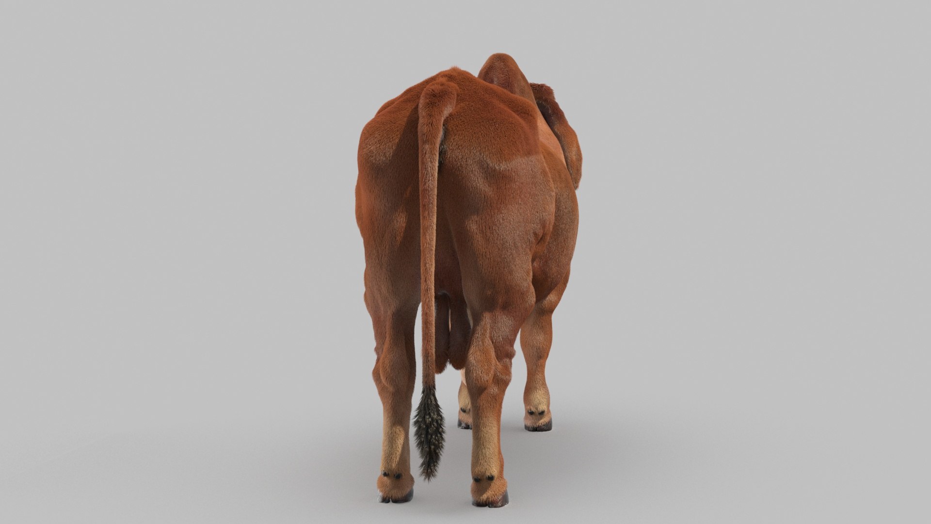 3D indian bull https://p.turbosquid.com/ts-thumb/D4/2Uymn7/u7/bull_0017/jpg/1615295376/1920x1080/fit_q87/646692fe47d7a4e917e6a5f2bb3cbec0693ef744/bull_0017.jpg