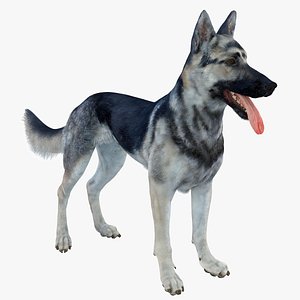 Shepherd Dog (Black & Silver)
