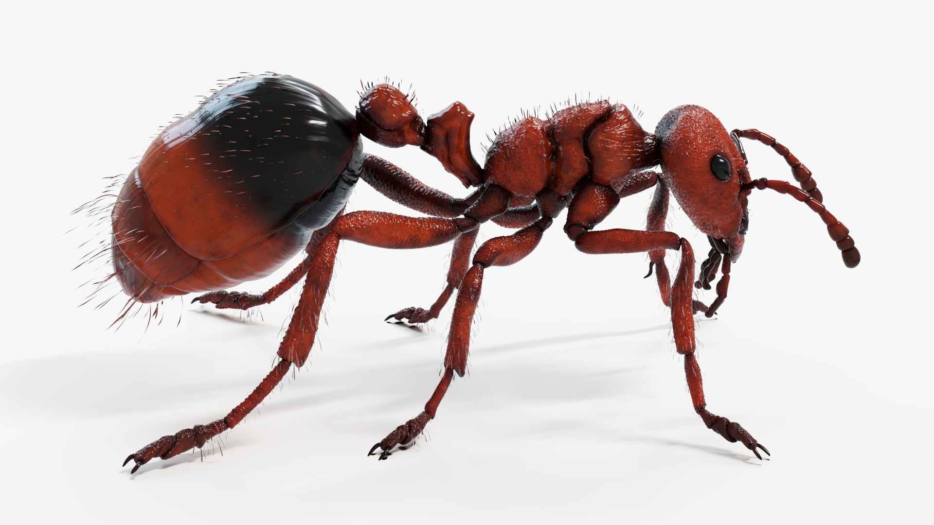 Red Ant Static 3D model https://p.turbosquid.com/ts-thumb/D4/7uozUm/D6/redant_productshot2/jpg/1672660908/1920x1080/fit_q87/f607fb5f809ed80d60bd52c13531b406d3d35142/redant_productshot2.jpg