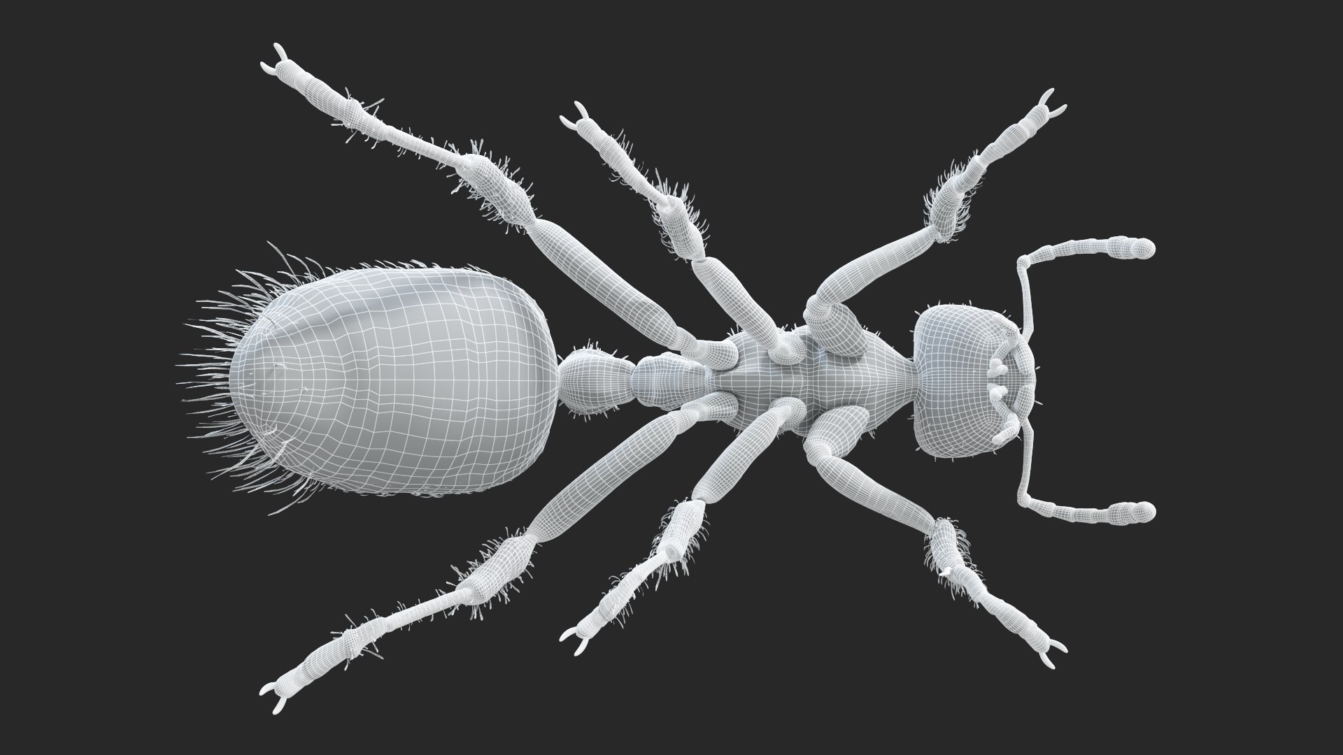 Red Ant Static 3D model https://p.turbosquid.com/ts-thumb/D4/7uozUm/E6/redant_wireframe4/jpg/1672660907/1920x1080/fit_q87/eff496819b5e9a272487ebe78b0b4be645b7bc47/redant_wireframe4.jpg