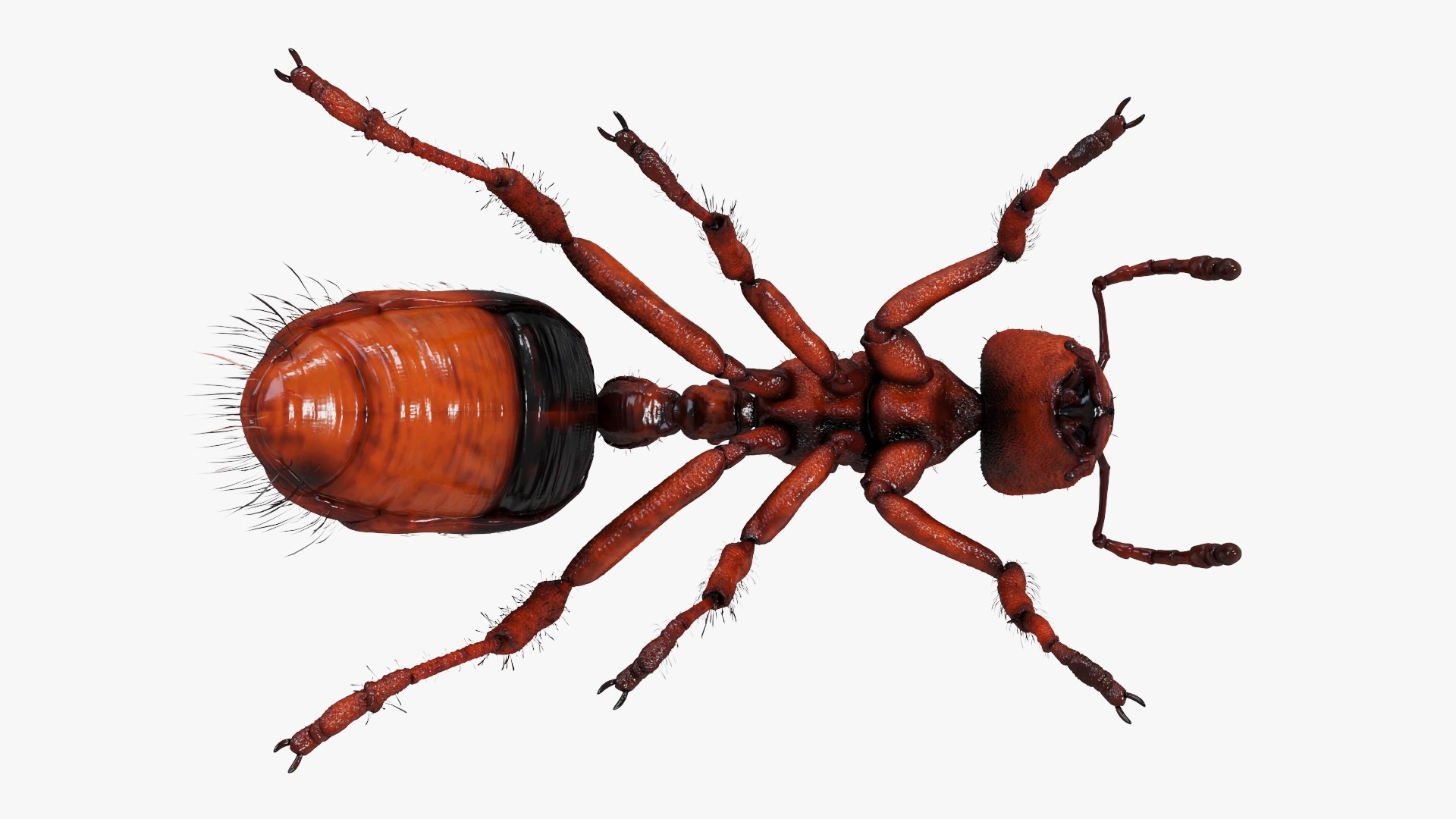 Red Ant Static 3D model https://p.turbosquid.com/ts-thumb/D4/7uozUm/SN/redant_productshot6/jpg/1672660910/1920x1080/fit_q87/9fe4eadec7fd477f3928dd97cb1312b9a71cde5b/redant_productshot6.jpg
