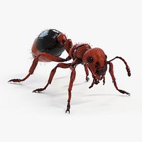 Red Ant Static