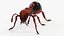 Red Ant Static