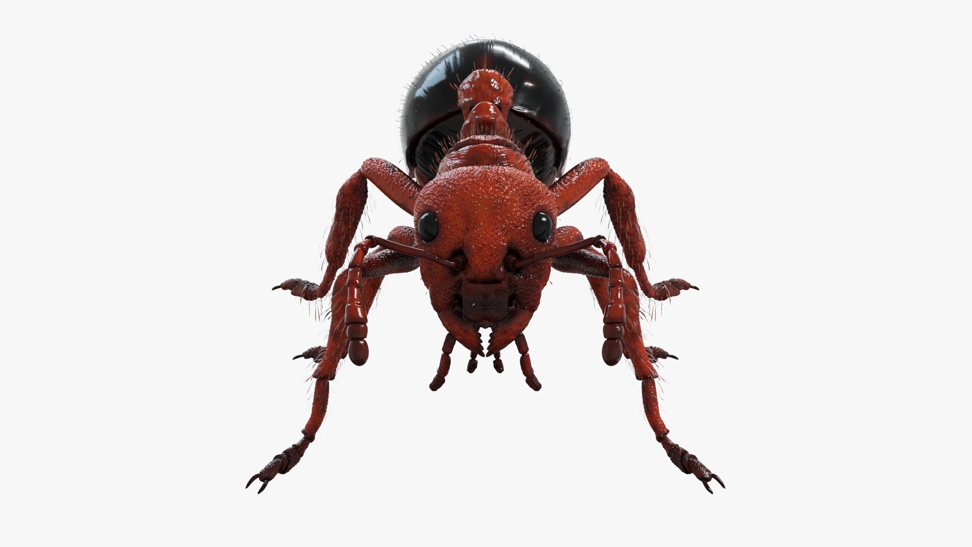 Red Ant Static 3D model https://p.turbosquid.com/ts-thumb/D4/7uozUm/r1/redant_turntable/jpg/1672661037/1920x1080/turn_fit_q99/66e65acb66db4d348cb9377c154082af2d038f83/redant_turntable-1.jpg