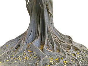 3D A Giant Tree In The Jungle model