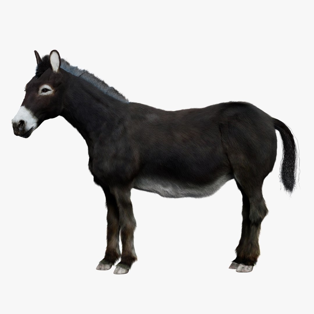 3D model Donkey Rigged 3D https://p.turbosquid.com/ts-thumb/D4/FY16Wx/SP/01/jpg/1759394931/1920x1080/fit_q87/6f8c0a5f6595813ca7283c1a08e27e3a93cfedb2/01.jpg