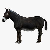 Donkey Rigged 3D