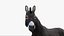 3D model Donkey Rigged 3D