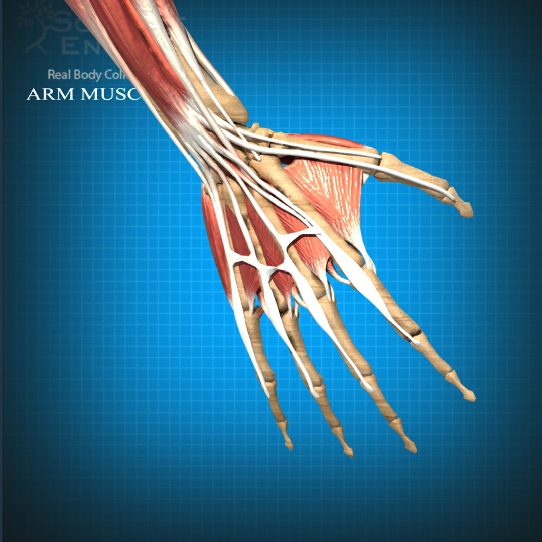 Anatomy Arteries - Veins 3d Model