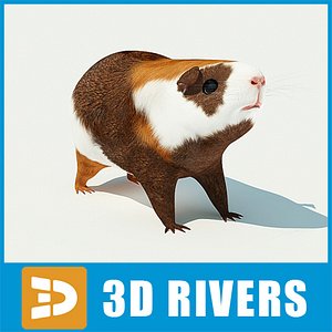 Guinea pig by 3DRivers
