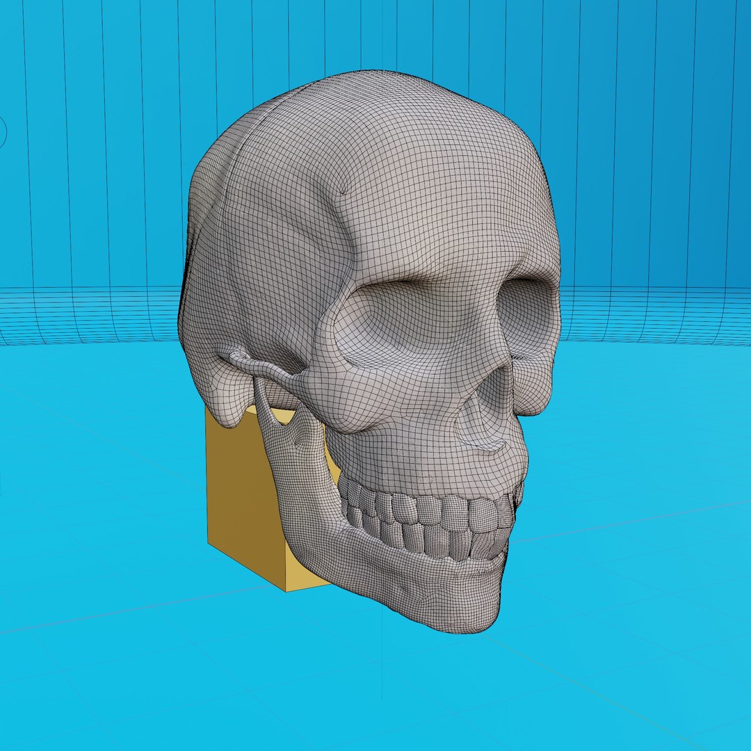 3d Model Of A Human Skull Model Turbosquid 1930197 8747