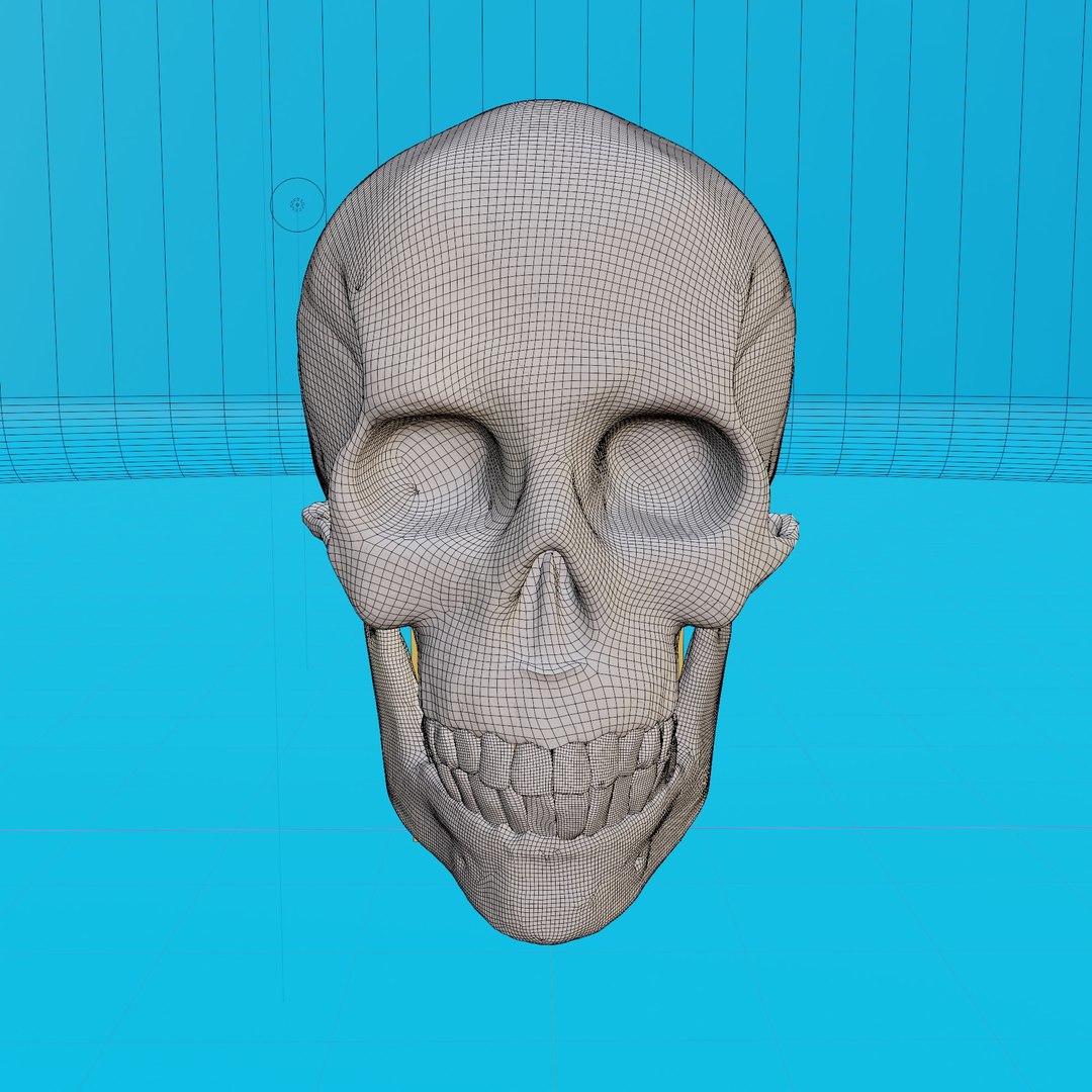 3d Model Of A Human Skull Model - TurboSquid 1930197
