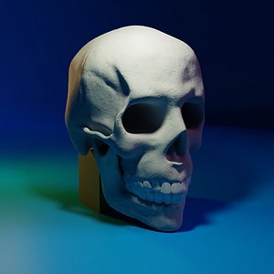 3d model of a human skull