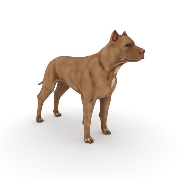 pitbull dog 3D model