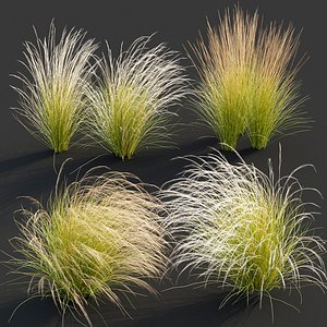 Stipa Feather Grass 3D