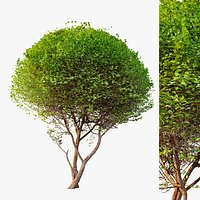 Redosier dogwood 2