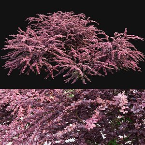 3D bush hedge shrub model