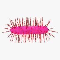 Bacterial Motility