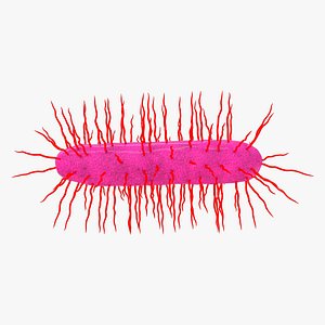 Bacterial Motility