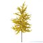 Arbre Ginkgo biloba 12m