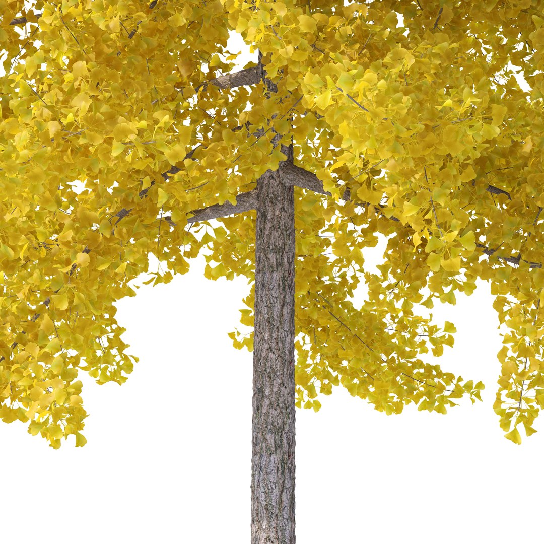 3D ginkgo biloba tree plants https://p.turbosquid.com/ts-thumb/D5/76iVeY/JH/medium/jpg/1606333688/1920x1080/fit_q87/cde3aa1b5fbae63c17bfbcf16b56d346af63c081/medium.jpg