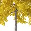 Arbre Ginkgo biloba 12m
