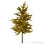 Arbre Ginkgo biloba 12m