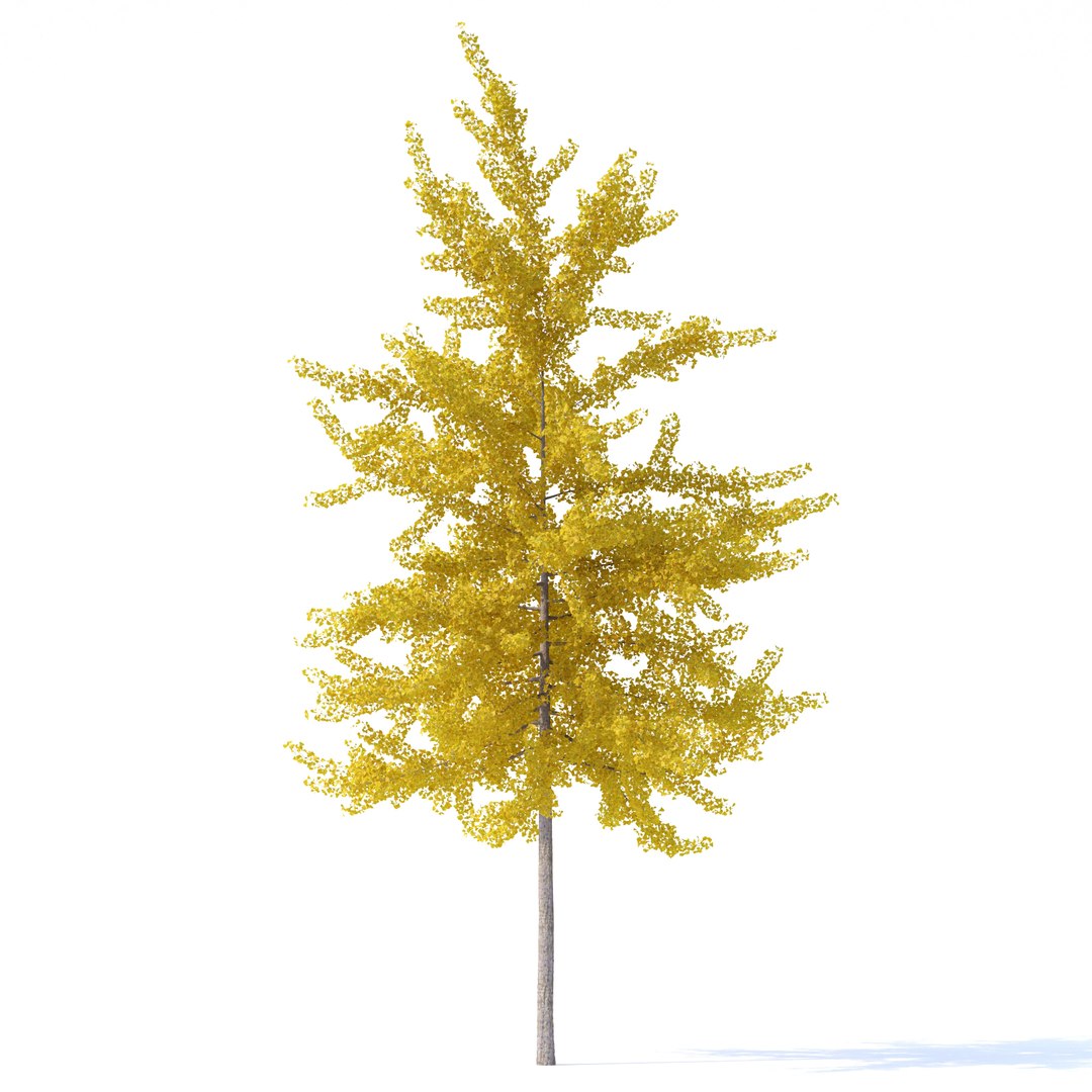 3D ginkgo biloba tree plants https://p.turbosquid.com/ts-thumb/D5/76iVeY/Tf/e/jpg/1606333653/1920x1080/fit_q87/2121460816a9eb56bb2d0d8b7d84cafcaf6b3eca/e.jpg