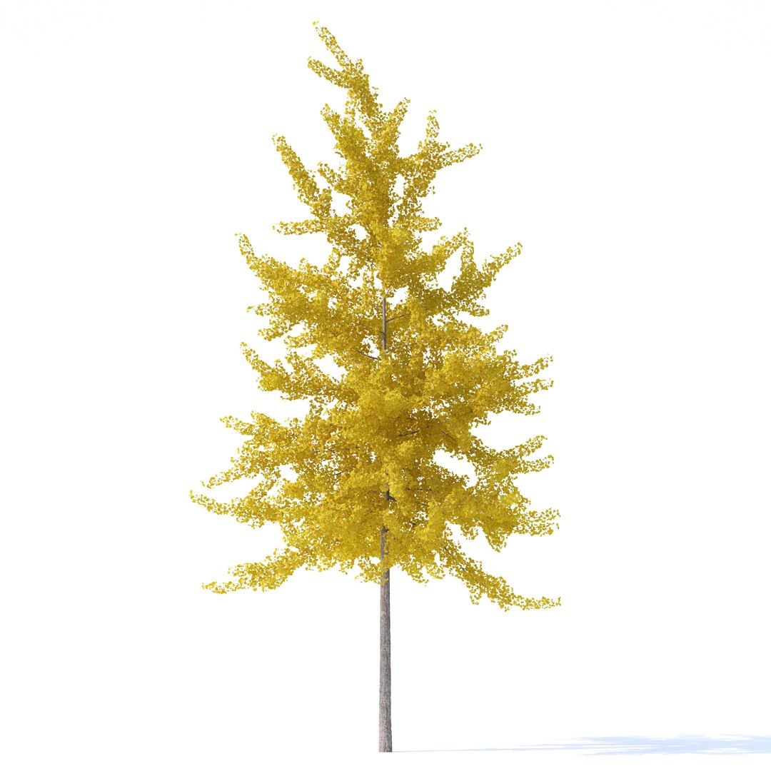 3D ginkgo biloba tree plants https://p.turbosquid.com/ts-thumb/D5/76iVeY/aq/d/jpg/1606333646/1920x1080/fit_q87/96f6690234880235b395be20a21f05c116c5a9d7/d.jpg