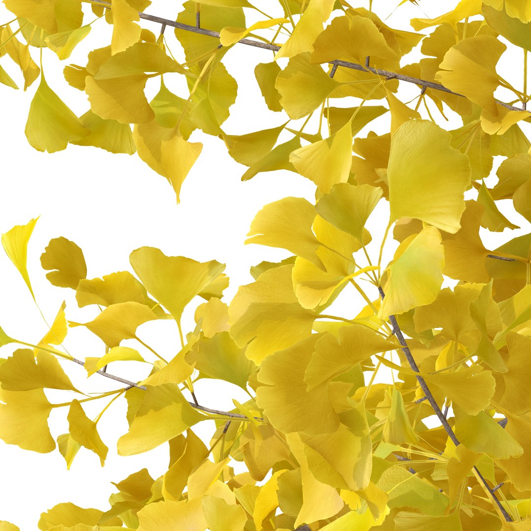 3D ginkgo biloba tree plants https://p.turbosquid.com/ts-thumb/D5/76iVeY/iB/macro/jpg/1606333672/1920x1080/fit_q87/86f24d43a9cee6f4e1e9f9bbe95dc88e82884289/macro.jpg