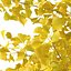 Arbre Ginkgo biloba 12m