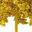 Arbre Ginkgo biloba 12m
