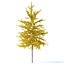 Arbre Ginkgo biloba 12m