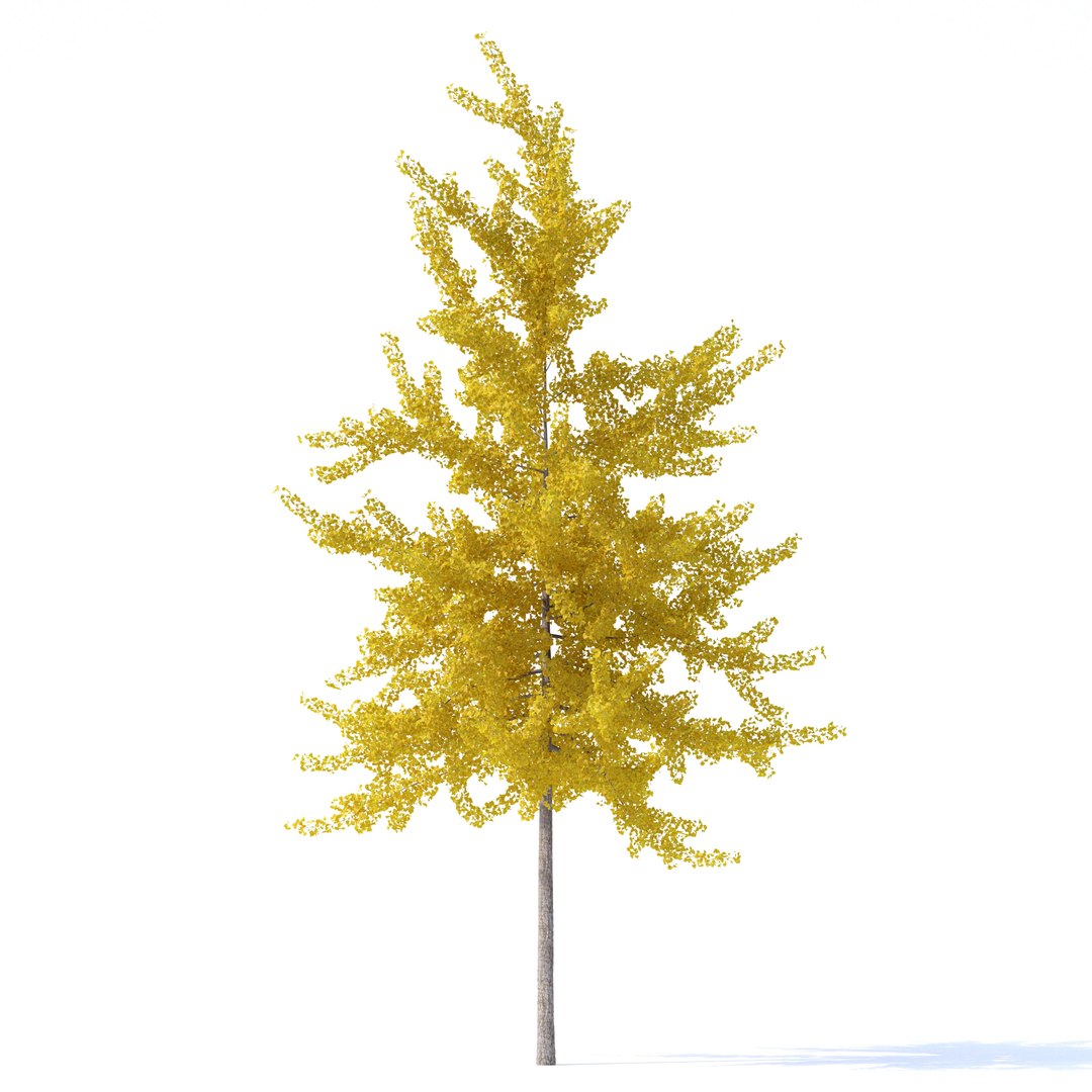 3D ginkgo biloba tree plants https://p.turbosquid.com/ts-thumb/D5/76iVeY/vX/c/jpg/1606333646/1920x1080/fit_q87/25c8ce221fbc5cb76249000246624c1210961e8c/c.jpg
