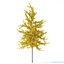 Arbre Ginkgo biloba 12m