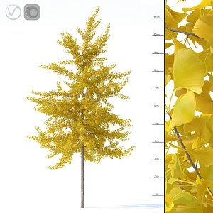 3D ginkgo biloba tree plants