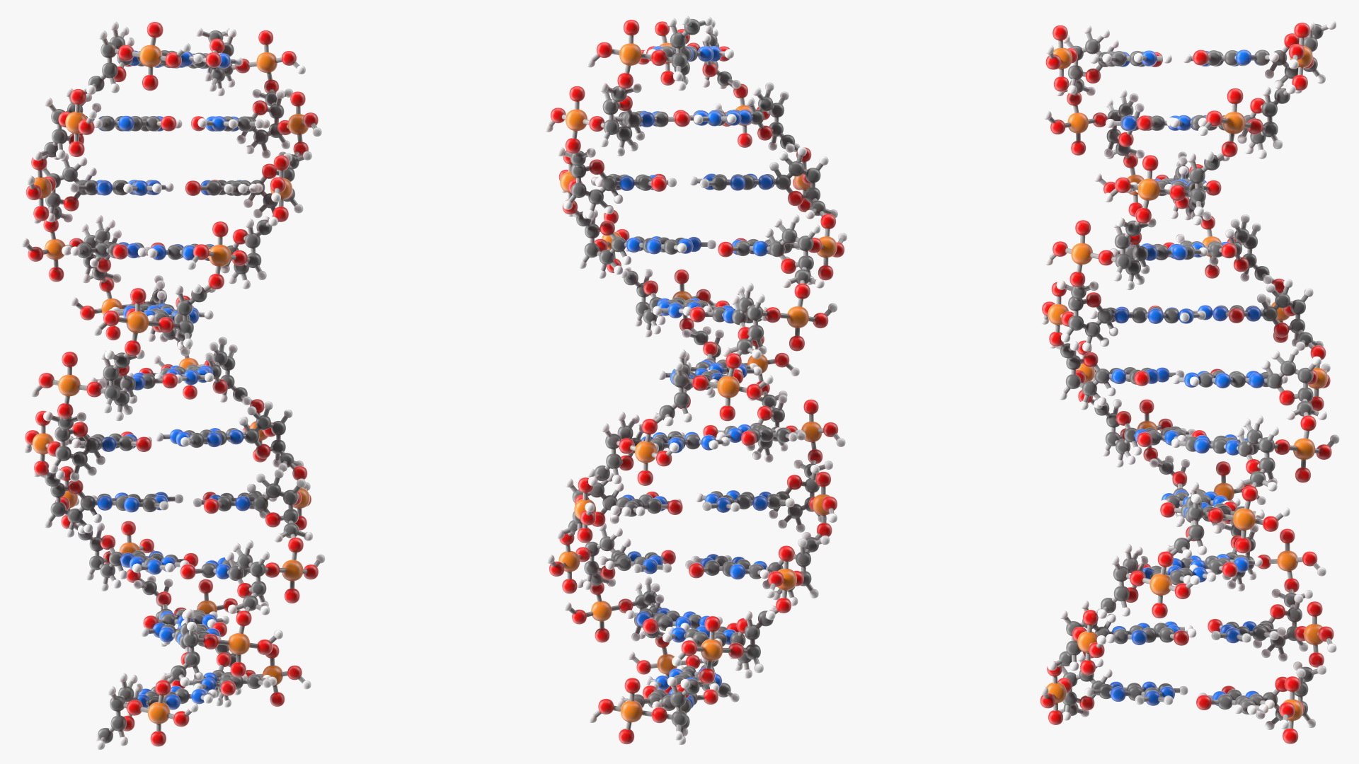 3D DNA Structures Collection model https://p.turbosquid.com/ts-thumb/D5/HE63O9/GZ/dna_structures_collection_027/jpg/1730223067/1920x1080/fit_q87/3236b2057d295c0eb85a420440c262c39110562f/dna_structures_collection_027.jpg