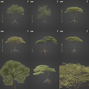 2021 PBR Umbrella Acacia Collection - Acacia Tortilis 3D model