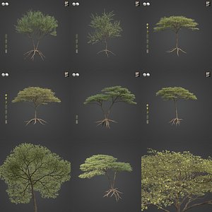 2021 PBR Umbrella Acacia Collection - Acacia Tortilis
